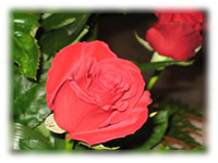 foto rosa